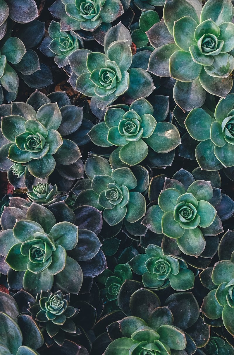 Vertical succulent displays